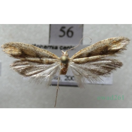 Ypsolopha sylvella (Linnaeus, 1767) Czech56
